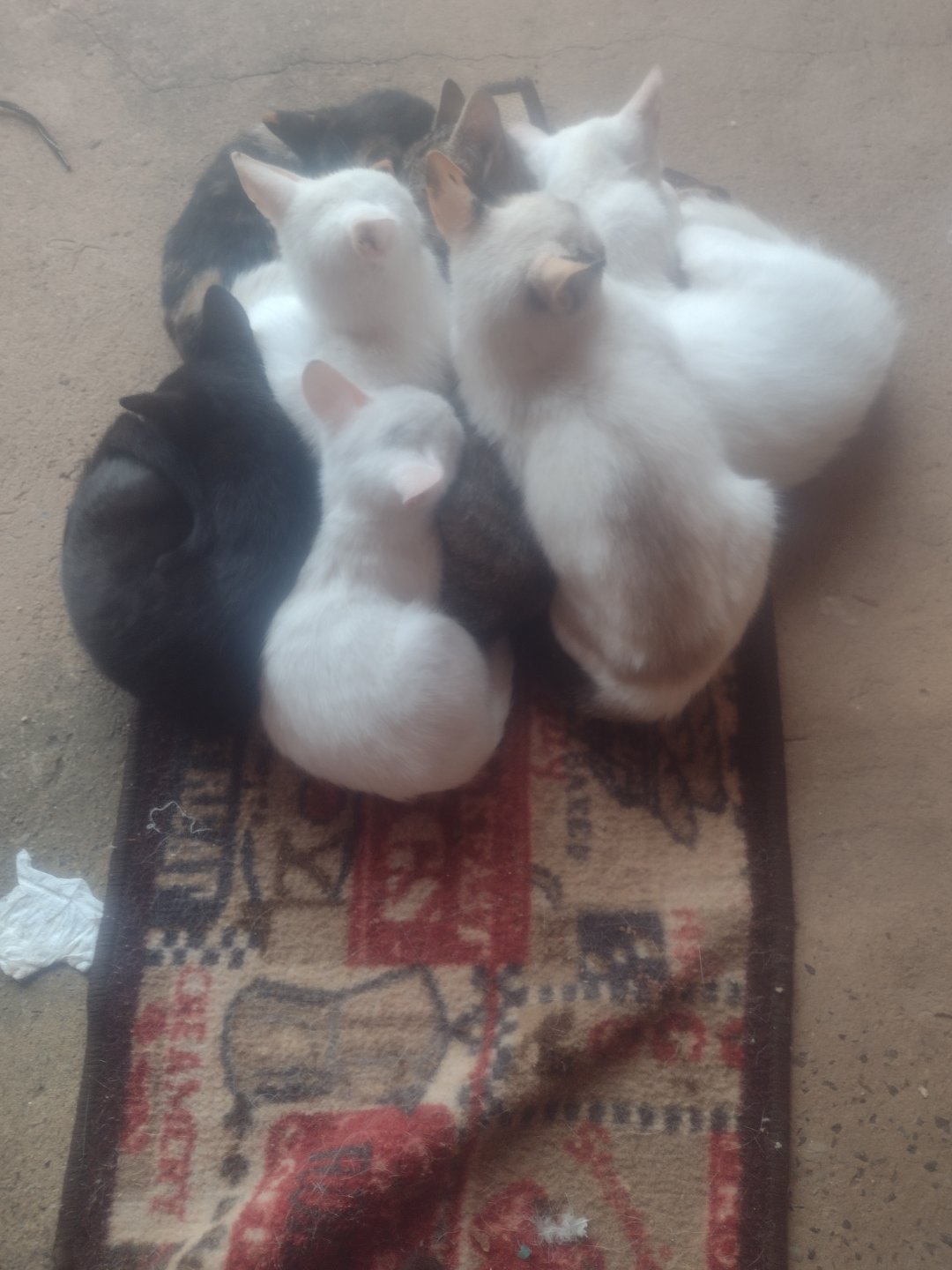 Castração de 8 gatas e ração
